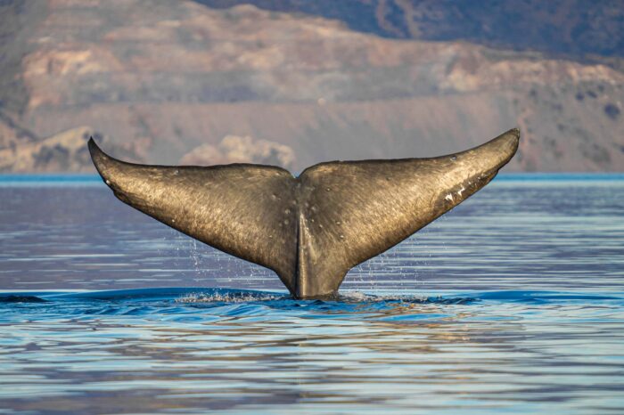 Baja California Sur <br>Ballenas y Paisajeo<br><span style="font-size:16px;">27 de febrero al 07 de marzo / 5 Lugares Disponibles</span>