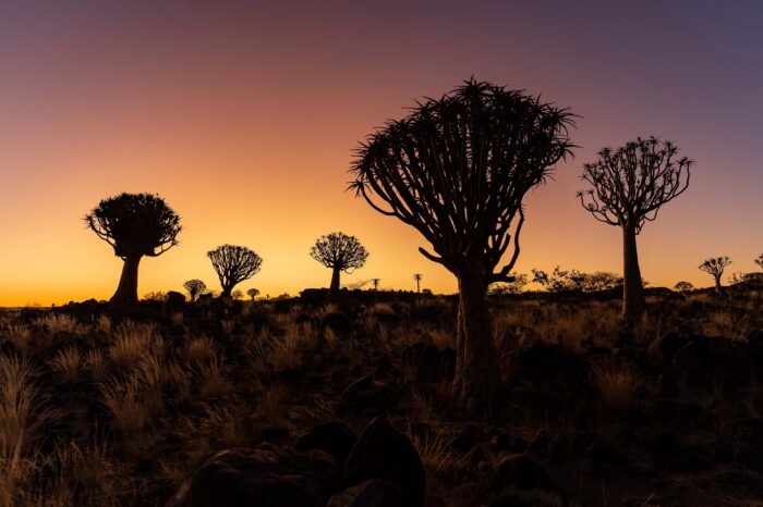 NAMIBIA <br> Paisajes desérticos y fauna <br> Viaje fotográfico <br><span style="font-size:16px;">12 al 26 Ago 2023 / 2 Lugares disponibles</span>