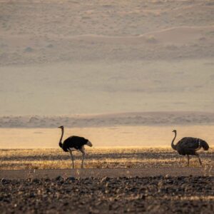 Namibia - <span style="font-size:16px;">29 Junio al 13 Julio 2024</span> (copia)