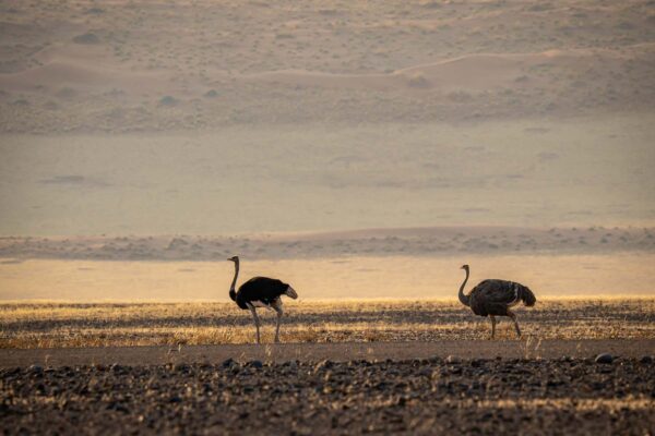 Namibia - <span style="font-size:16px;">29 Junio al 13 Julio 2024</span> (copia)