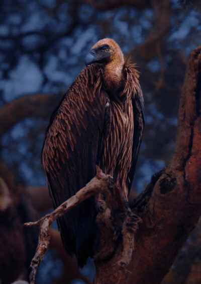 AFRICA, uganda, wildlife, wildlife photography