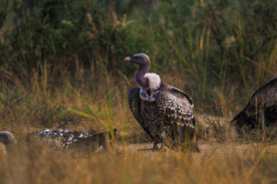 AFRICA, uganda, wildlife, wildlife photography