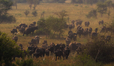 AFRICA, uganda, wildlife, wildlife photography