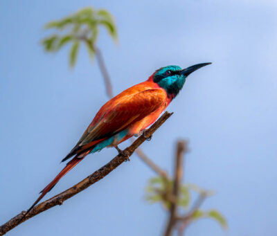 AFRICA, uganda, wildlife, wildlife photography