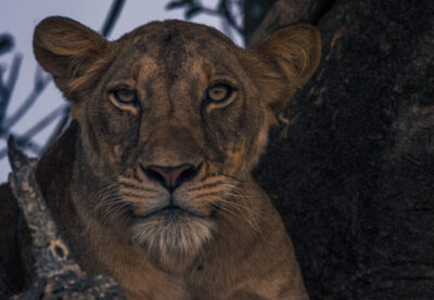 AFRICA, uganda, wildlife, wildlife photography