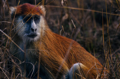 AFRICA, uganda, wildlife, wildlife photography