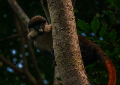AFRICA, uganda, wildlife, wildlife photography