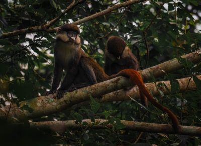 AFRICA, uganda, wildlife, wildlife photography