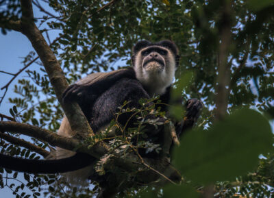AFRICA, uganda, wildlife, wildlife photography