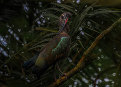 AFRICA, uganda, wildlife, wildlife photography