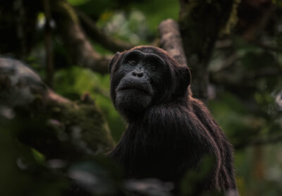 AFRICA, uganda, wildlife, wildlife photography