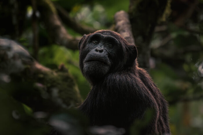 UGANDA<br> 27 mayo al 4 junio 2026