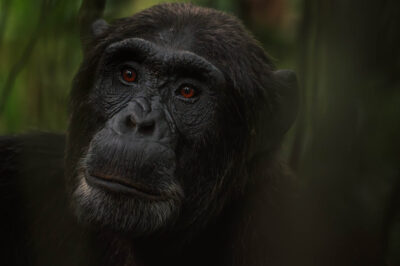 AFRICA, uganda, wildlife, wildlife photography