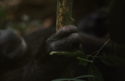 AFRICA, uganda, wildlife, wildlife photography
