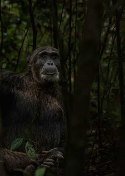 AFRICA, uganda, wildlife, wildlife photography