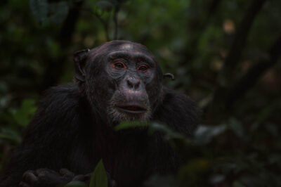 AFRICA, uganda, wildlife, wildlife photography