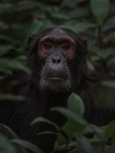 AFRICA, uganda, wildlife, wildlife photography