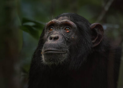 AFRICA, uganda, wildlife, wildlife photography