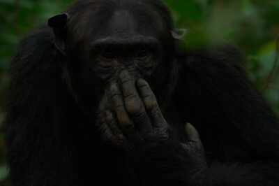 AFRICA, uganda, wildlife, wildlife photography