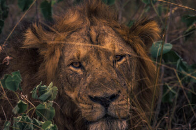 AFRICA, uganda, wildlife, wildlife photography