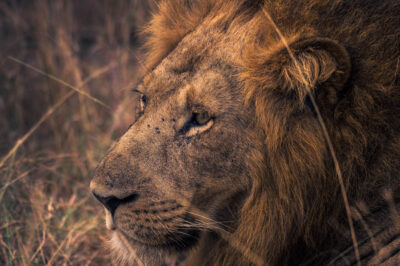 AFRICA, uganda, wildlife, wildlife photography