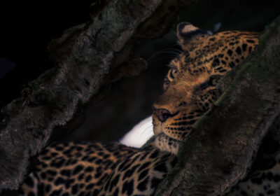 AFRICA, uganda, wildlife, wildlife photography