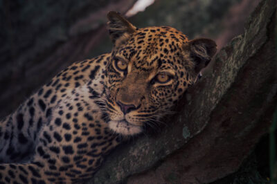 AFRICA, uganda, wildlife, wildlife photography