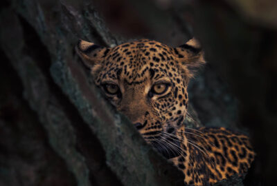 AFRICA, uganda, wildlife, wildlife photography