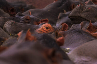 AFRICA, uganda, wildlife, wildlife photography