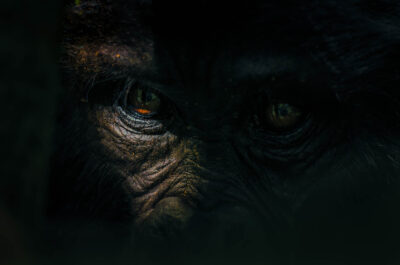 AFRICA, uganda, wildlife, wildlife photography