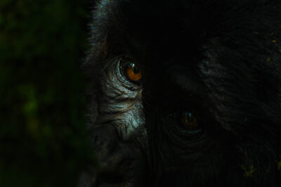 AFRICA, uganda, wildlife, wildlife photography