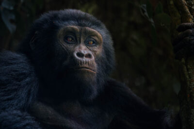 AFRICA, uganda, wildlife, wildlife photography