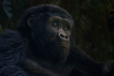 AFRICA, uganda, wildlife, wildlife photography