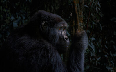 AFRICA, uganda, wildlife, wildlife photography