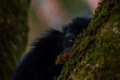 AFRICA, uganda, wildlife, wildlife photography