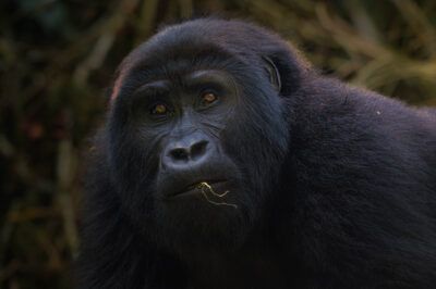 AFRICA, uganda, wildlife, wildlife photography