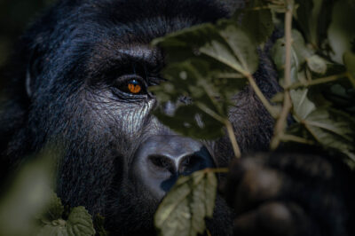 AFRICA, uganda, wildlife, wildlife photography