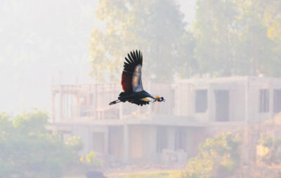 AFRICA, uganda, wildlife, wildlife photography