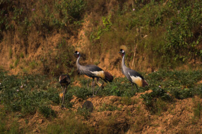 AFRICA, uganda, wildlife, wildlife photography