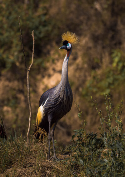 AFRICA, uganda, wildlife, wildlife photography