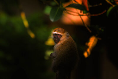 AFRICA, uganda, wildlife, wildlife photography