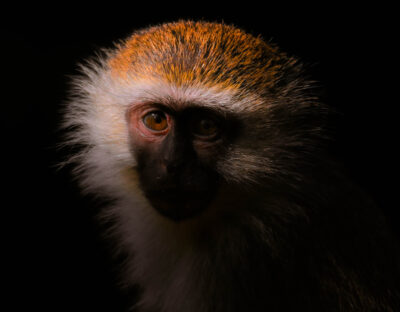 AFRICA, uganda, wildlife, wildlife photography