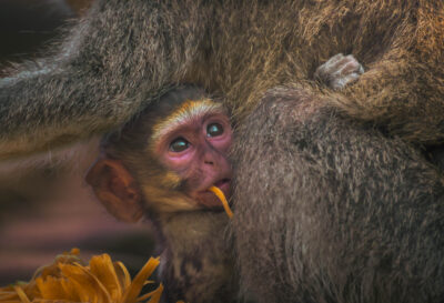AFRICA, uganda, wildlife, wildlife photography