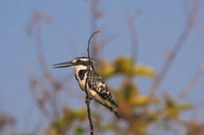 AFRICA, uganda, wildlife, wildlife photography