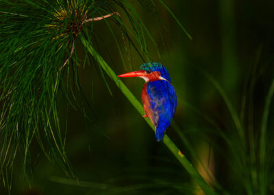 AFRICA, uganda, wildlife, wildlife photography