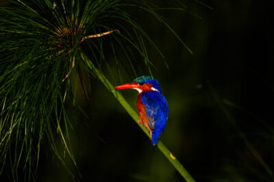 AFRICA, uganda, wildlife, wildlife photography