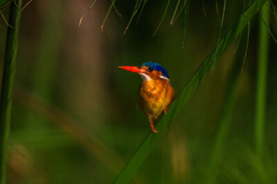 AFRICA, uganda, wildlife, wildlife photography