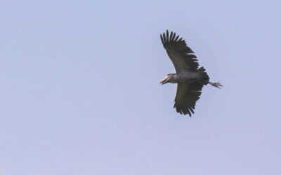 AFRICA, uganda, wildlife, wildlife photography