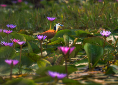 AFRICA, uganda, wildlife, wildlife photography