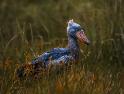 AFRICA, uganda, wildlife, wildlife photography
